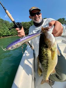 Bass Striper in Lake Lanier